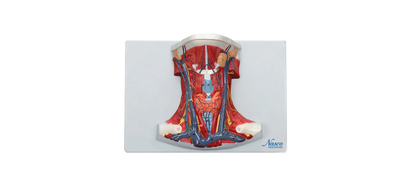 Neck and Throat Model 222.png Κανένα σετ εικόνων